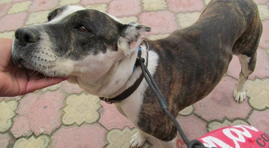 Разхождай спасени от беда бездомни кучета в Бургас